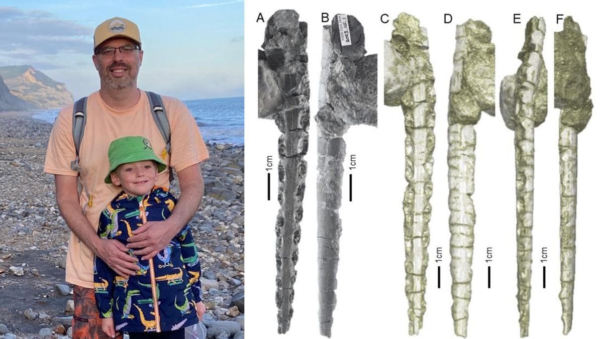 Amateur fossil hunter's find clarifies 200-million-year-old European fish fossil confusion