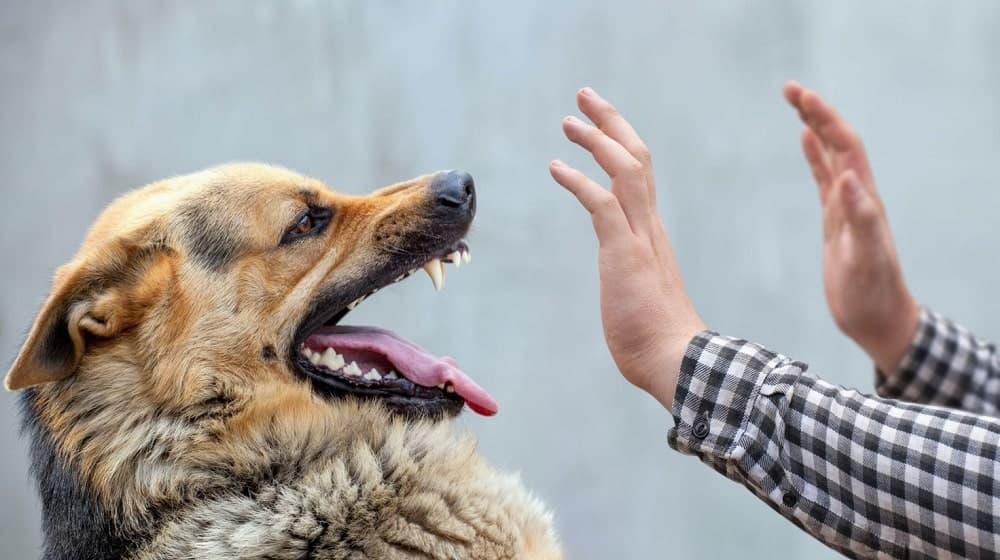 Sindh records over 200,000 dog-bite cases in nine months