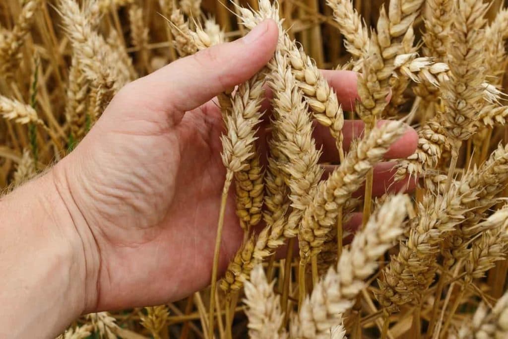 Bahawalpur Commissioner orders crackdown on illegal wheat and flour transport