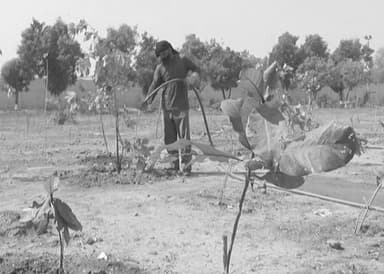 Karachi officials plant 5,150 trees to create Quaid-e-Azam Forest