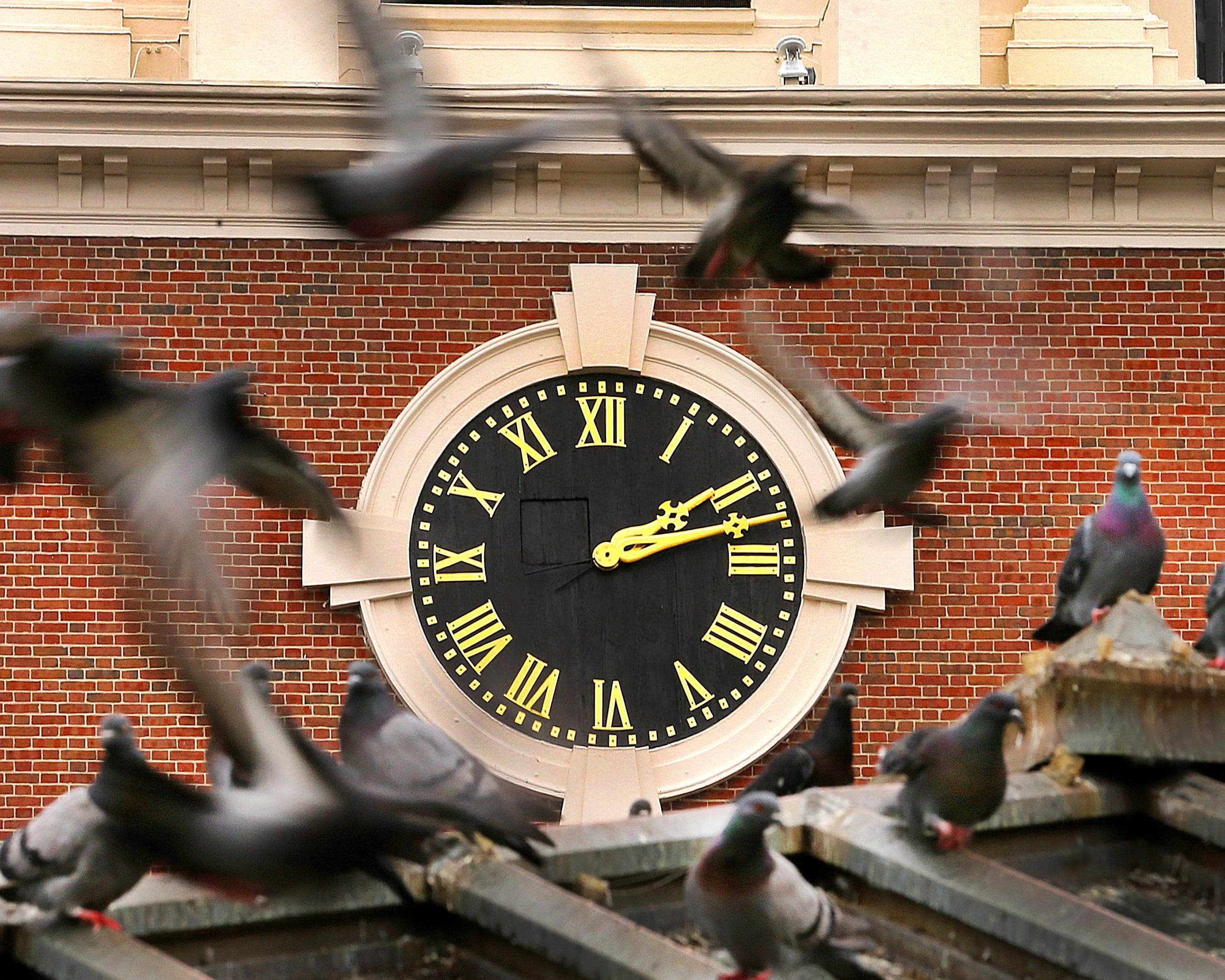 A flock of pigeons lands on the roof of the Park Street T station entrance on Boston Common on 11 March 2023. Photograph: John Tlumacki/The Boston Globe via Getty Images
