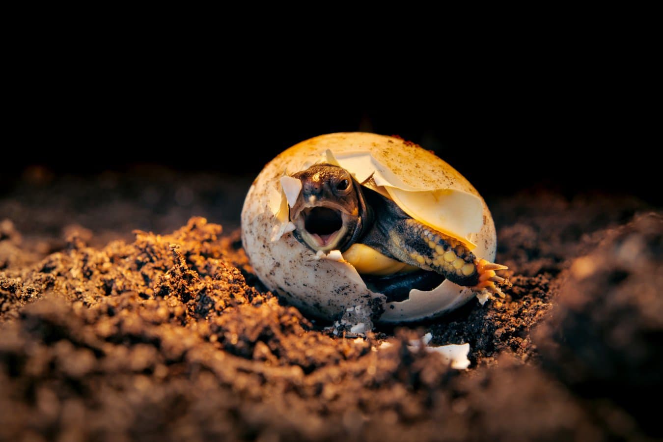 Baby turtle hatching in wildlife conservation area prior to release; Shutterstock ID 2691182297; purchase_order: -; job: -; client: -; other: