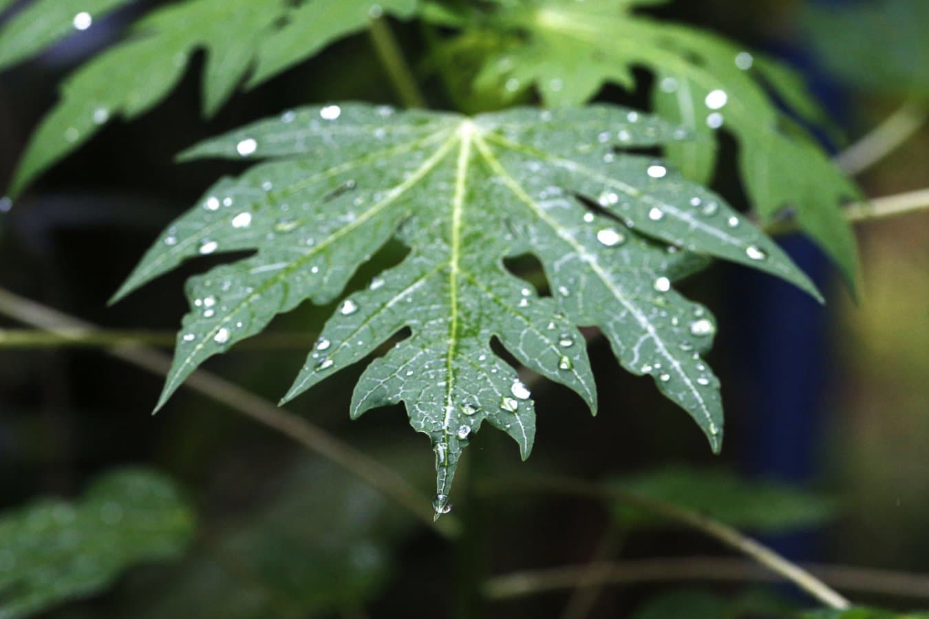Raindrops seen on a papaya leaf