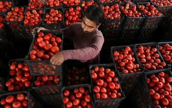 Iranian tomatoes fail to ease Karachi’s tomato price surge Iranian tomatoes fail to ease Karachi’s tomato price surge