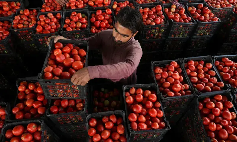 Iranian tomatoes fail to ease Karachi’s tomato price surge Iranian tomatoes fail to ease Karachi’s tomato price surge