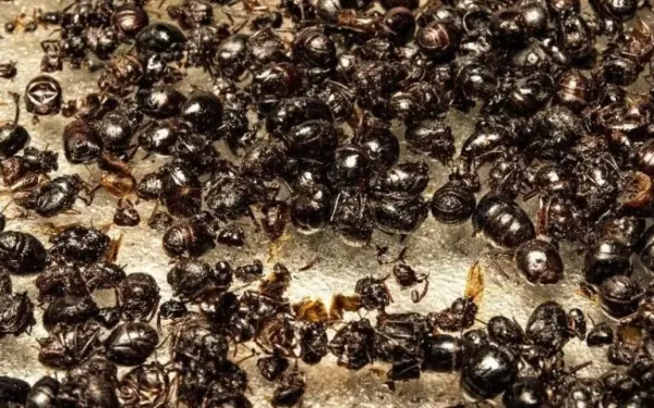 South Korean restaurant owner faces jail for serving forbidden ants South Korean restaurant owner faces jail for serving forbidden ants