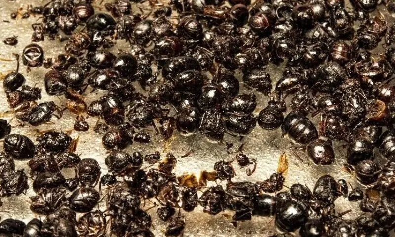 South Korean restaurant owner faces jail for serving forbidden ants South Korean restaurant owner faces jail for serving forbidden ants