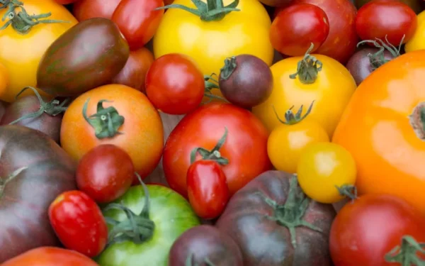 British Tomato Market Sees Shift Towards Rainbow Varieties