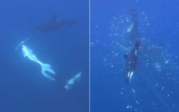 Orcas filmed using explosive tactics to break sunfish Orcas filmed using explosive tactics to break sunfish