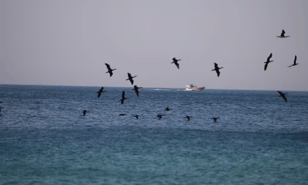 Strait of Hormuz Vessel Crossings Drop Amid US-Iran Tensions Strait of Hormuz Vessel Crossings Drop Amid US-Iran Tensions