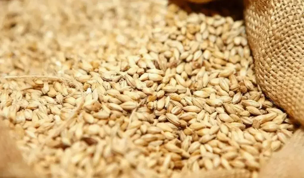 PFMA criticizes Punjab’s wheat movement ban, blaming price hikes and smuggling