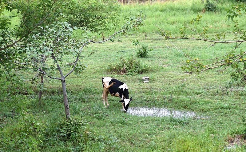Cow drinks rainwater from greenbelt along Expressway Cow drinks rainwater from greenbelt along Expressway