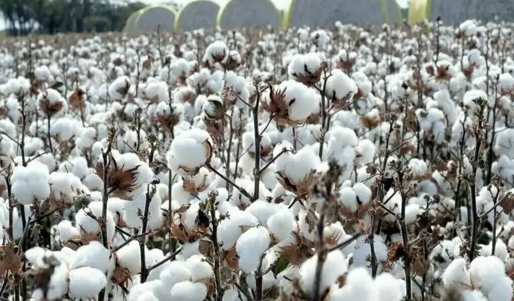 Pakistan’s cotton output decline costing economy -3 billion annually Pakistan’s cotton output decline costing economy -3 billion annually