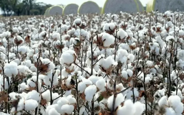 Pakistan’s cotton output decline costing economy -3 billion annually Pakistan’s cotton output decline costing economy -3 billion annually