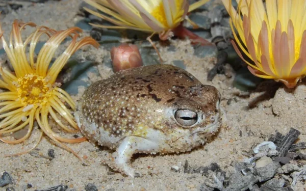 Deep-sea species threatened by mining, red list reveals Deep-sea species threatened by mining, red list reveals