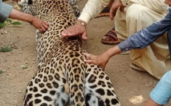Wildlife Department Launches Investigation into Leopard Killing in Bajaur Wildlife Department Launches Investigation into Leopard Killing in Bajaur