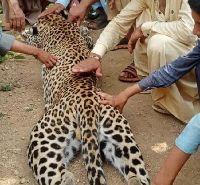 Wildlife Department Launches Investigation into Leopard Killing in Bajaur Wildlife Department Launches Investigation into Leopard Killing in Bajaur