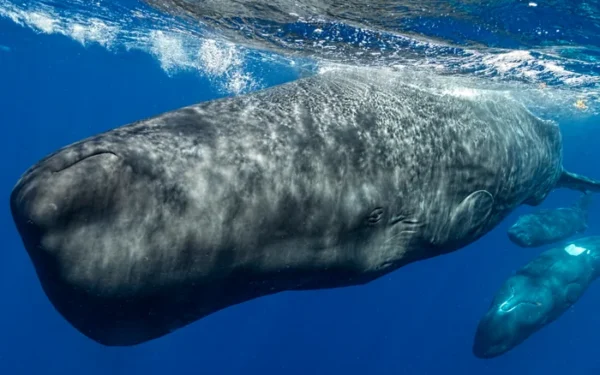 Sperm Whales Alter Click Patterns When Boats Are Nearby, Study Shows Sperm Whales Alter Click Patterns When Boats Are Nearby, Study Shows