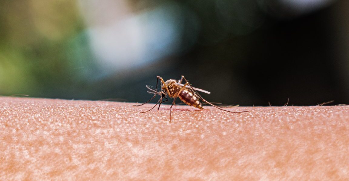 Mosquito species expand in New England, posing health risks Mosquito species expand in New England, posing health risks