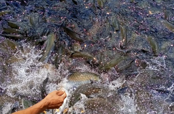 Native fish populations thrive in Patuakhali sanctuaries Native fish populations thrive in Patuakhali sanctuaries