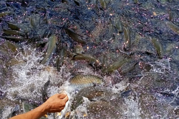 Native fish populations thrive in Patuakhali sanctuaries Native fish populations thrive in Patuakhali sanctuaries