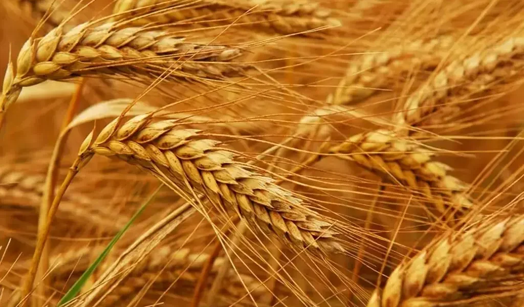 Grain and Soy Prices Mixed as USDA Report Awaited Grain and Soy Prices Mixed as USDA Report Awaited