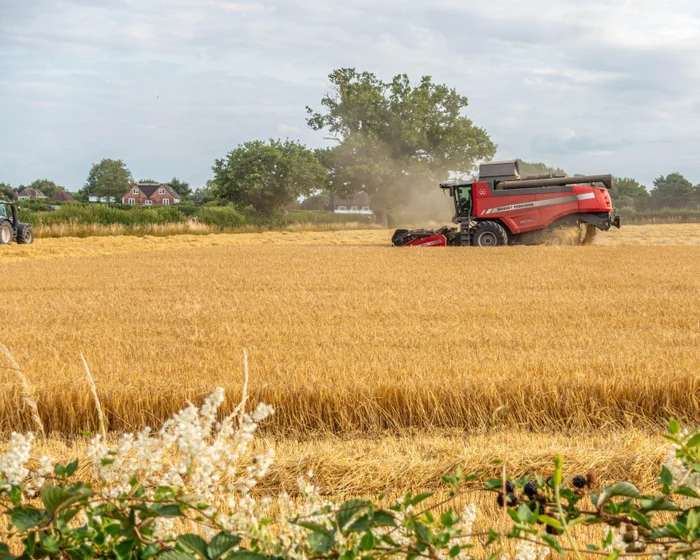 Heatwave Devastates European Crops, Pushing Up Food Prices