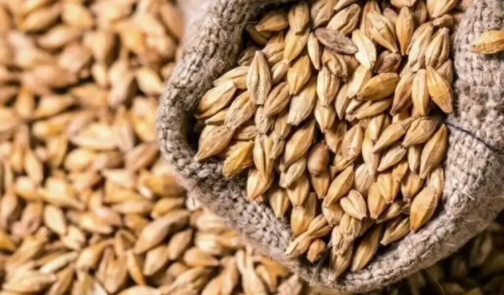 Chicago wheat prices hit two-year high amid Black Sea port attacks