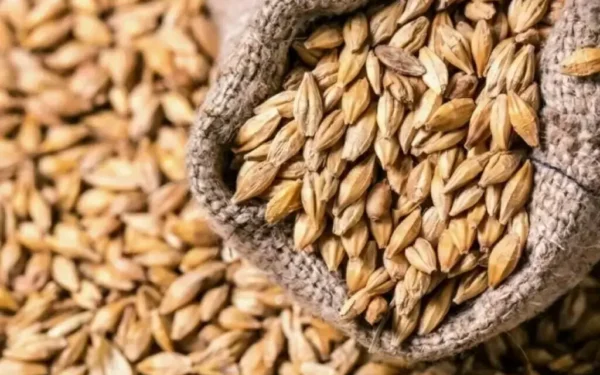 Chicago wheat prices hit two-year high amid Black Sea port attacks Chicago wheat prices hit two-year high amid Black Sea port attacks
