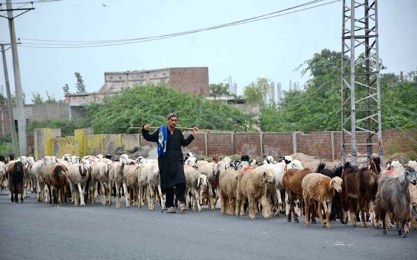 Shepherd guides flock to grazing fields outside city