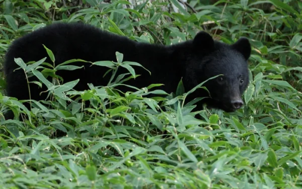 Bear raids fridge, sparks manhunt in Japanese town