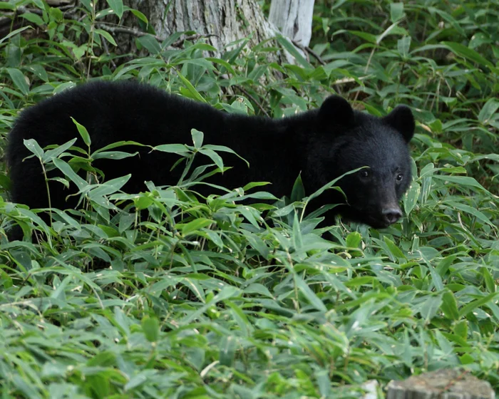 Bear raids fridge, sparks manhunt in Japanese town Bear raids fridge, sparks manhunt in Japanese town