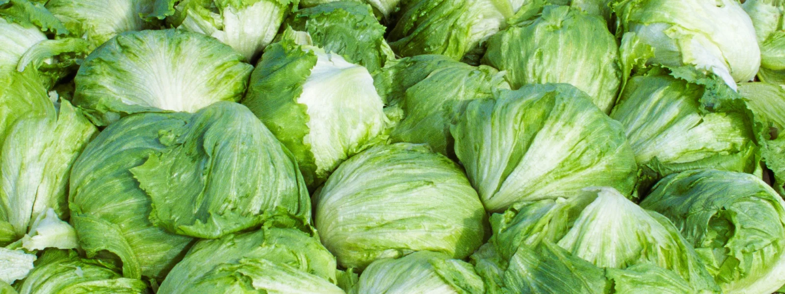 Taylor Farms Pulls Iceberg Lettuce from US Market Over Cyclosporiasis Outbreak Taylor Farms Pulls Iceberg Lettuce from US Market Over Cyclosporiasis Outbreak