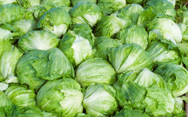 Taylor Farms Pulls Iceberg Lettuce from US Market Over Cyclosporiasis Outbreak Taylor Farms Pulls Iceberg Lettuce from US Market Over Cyclosporiasis Outbreak