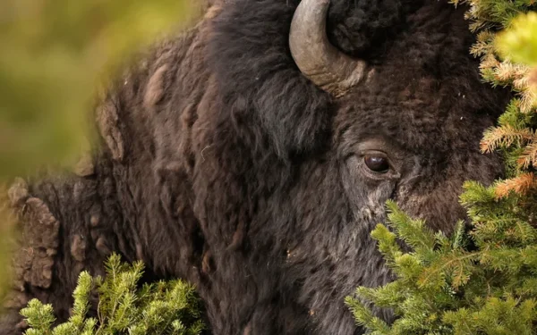 Bison Tosses Tourist 8 Feet in Air at Yellowstone