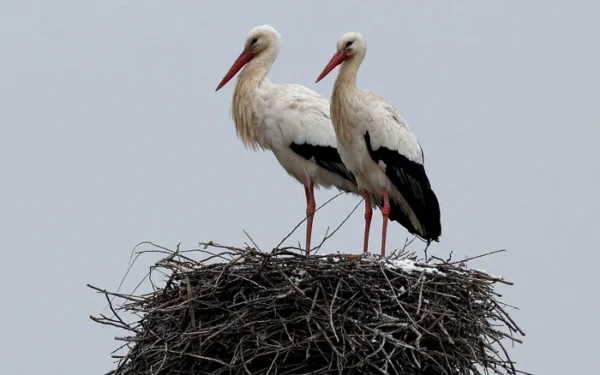 Storks Face Health Risks from Landfill Diet in Europe