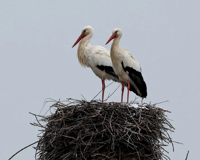 Storks Face Health Risks from Landfill Diet in Europe