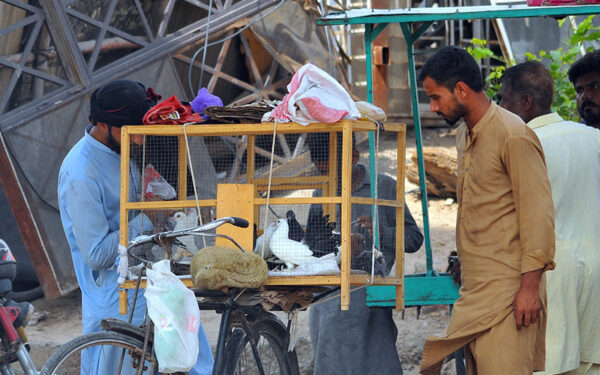 Pigeon vendor offers birds to local customers