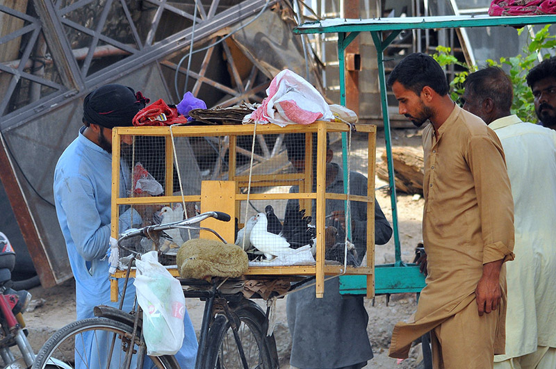 Pigeon vendor offers birds to local customers Pigeon vendor offers birds to local customers