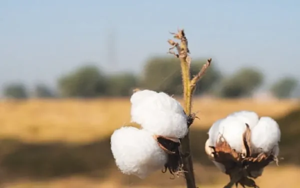 Cotton Arrivals Hit Record High, But Experts Warn of Threats Cotton Arrivals Hit Record High, But Experts Warn of Threats