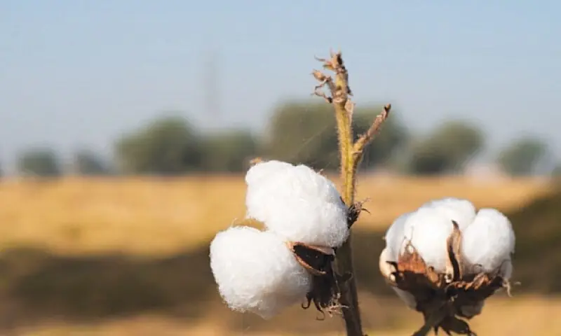 Cotton Arrivals Hit Record High, But Experts Warn of Threats Cotton Arrivals Hit Record High, But Experts Warn of Threats