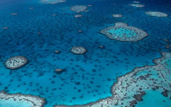 Great Barrier Reef Microbiome Mapped, Revealing New Bacteria Species