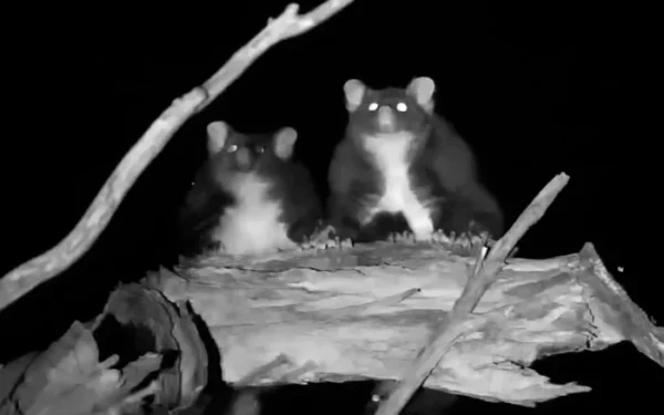 Greater gliders’ gliding abilities revised by new study Greater gliders’ gliding abilities revised by new study