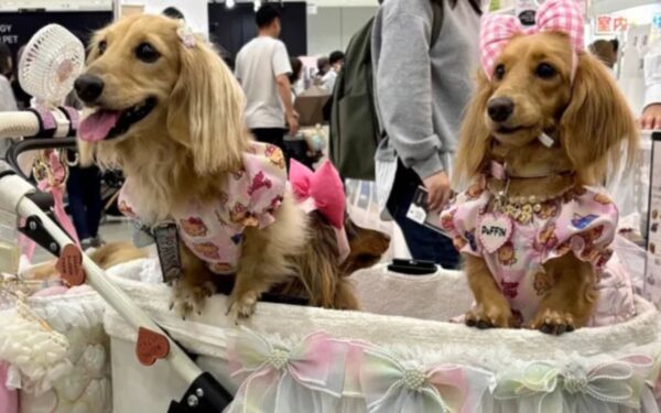 Japan’s Pet Population Surpasses Humans as Birthrate Crisis Intensifies
