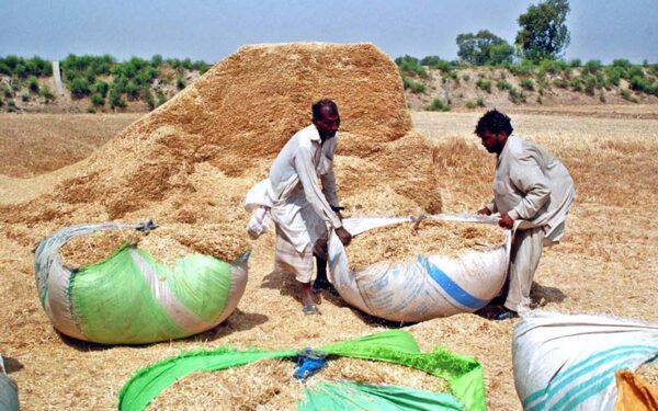 Farmer collects crop residues to sustain rural livestock Farmer collects crop residues to sustain rural livestock