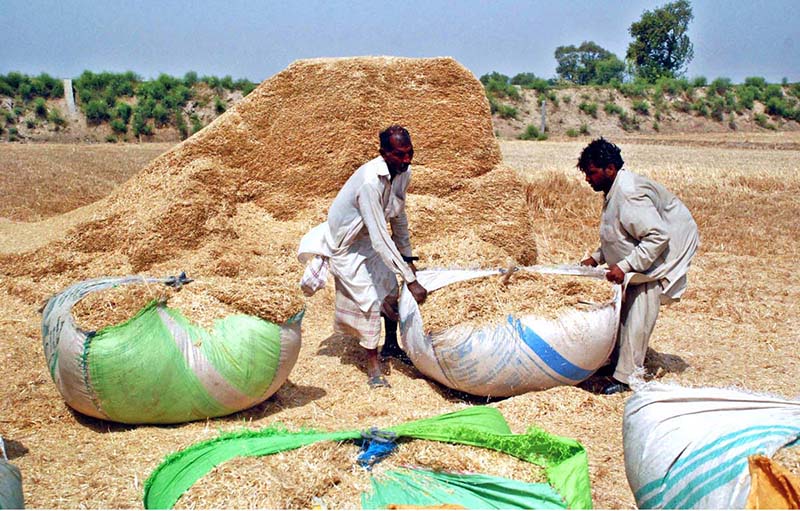 Farmer collects crop residues to sustain rural livestock