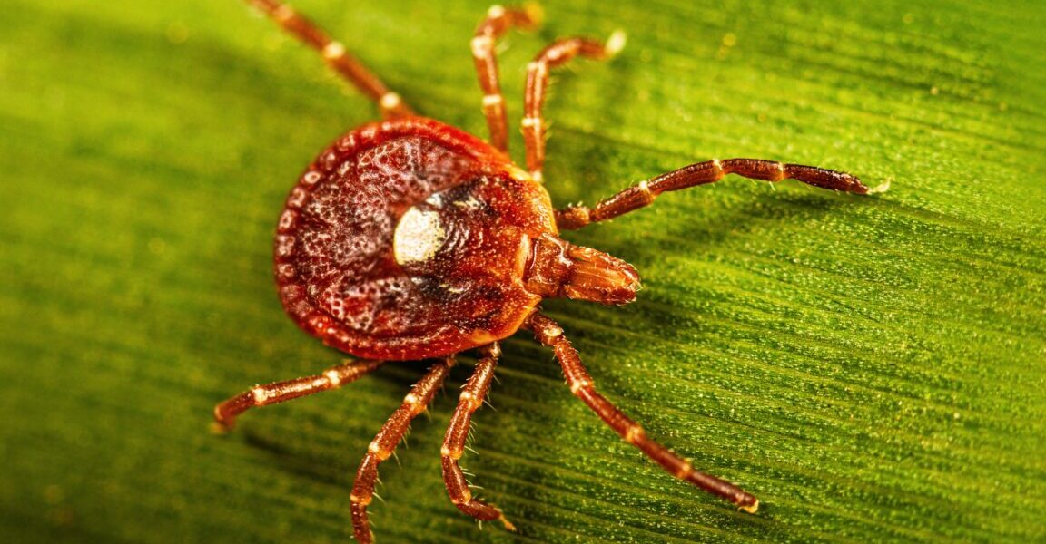 Study Reveals Widespread Potential for Tick-Linked Meat Allergy in US Study Reveals Widespread Potential for Tick-Linked Meat Allergy in US