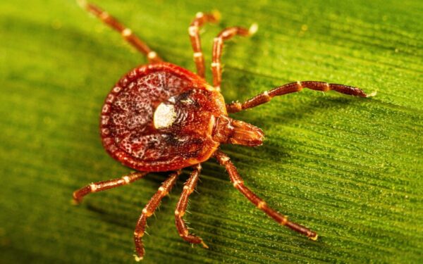 Study Reveals Widespread Potential for Tick-Linked Meat Allergy in US Study Reveals Widespread Potential for Tick-Linked Meat Allergy in US