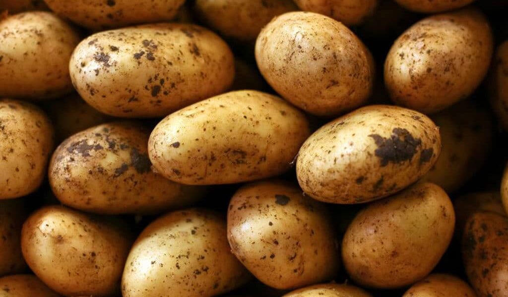 Pakistan Develops Four New Potato Varieties for French Fries and Chips