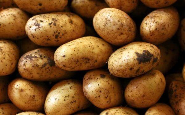 Pakistan Develops Four New Potato Varieties for French Fries and Chips Pakistan Develops Four New Potato Varieties for French Fries and Chips